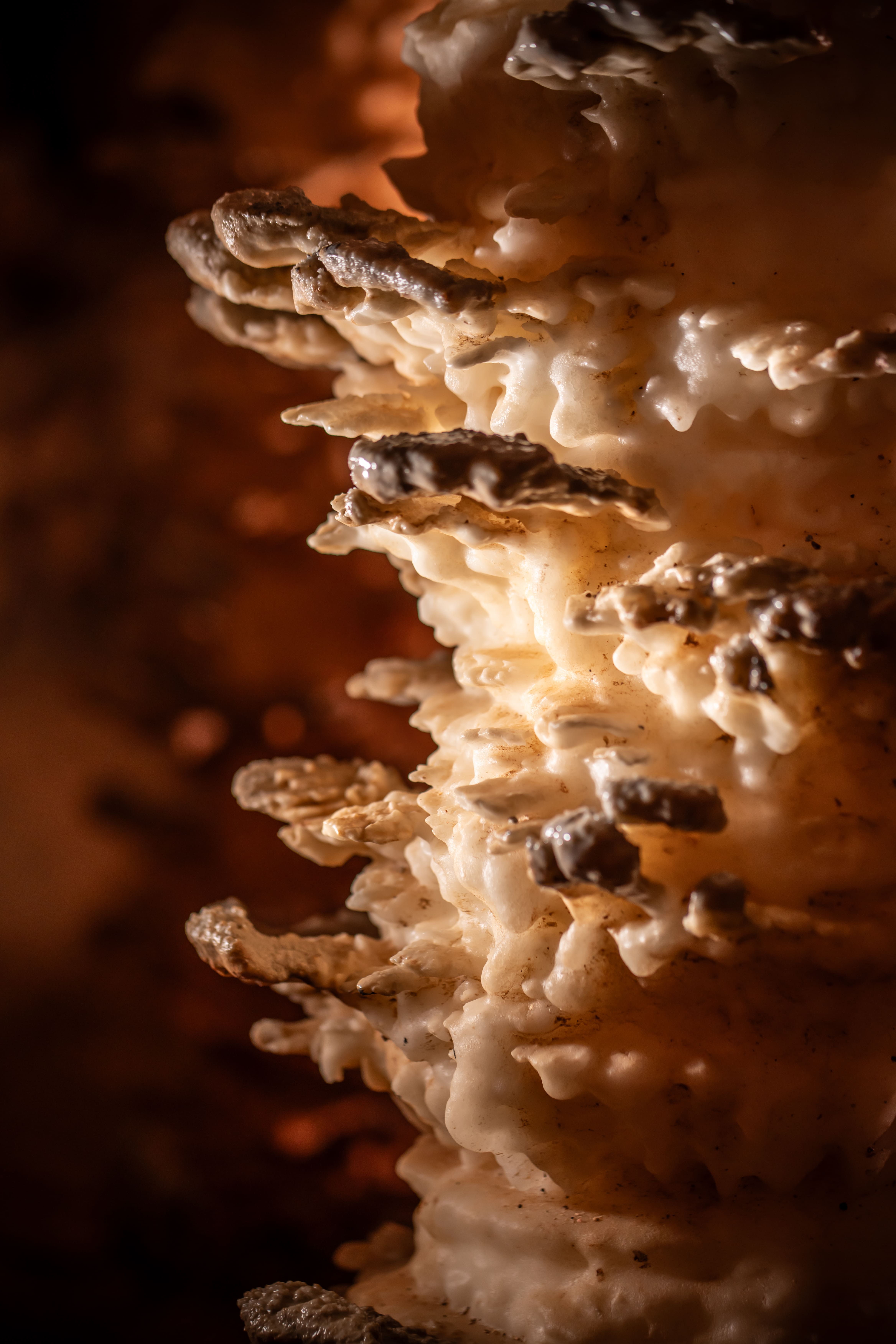 AVEN ARMAND, Hures-la-Parade - photo 13