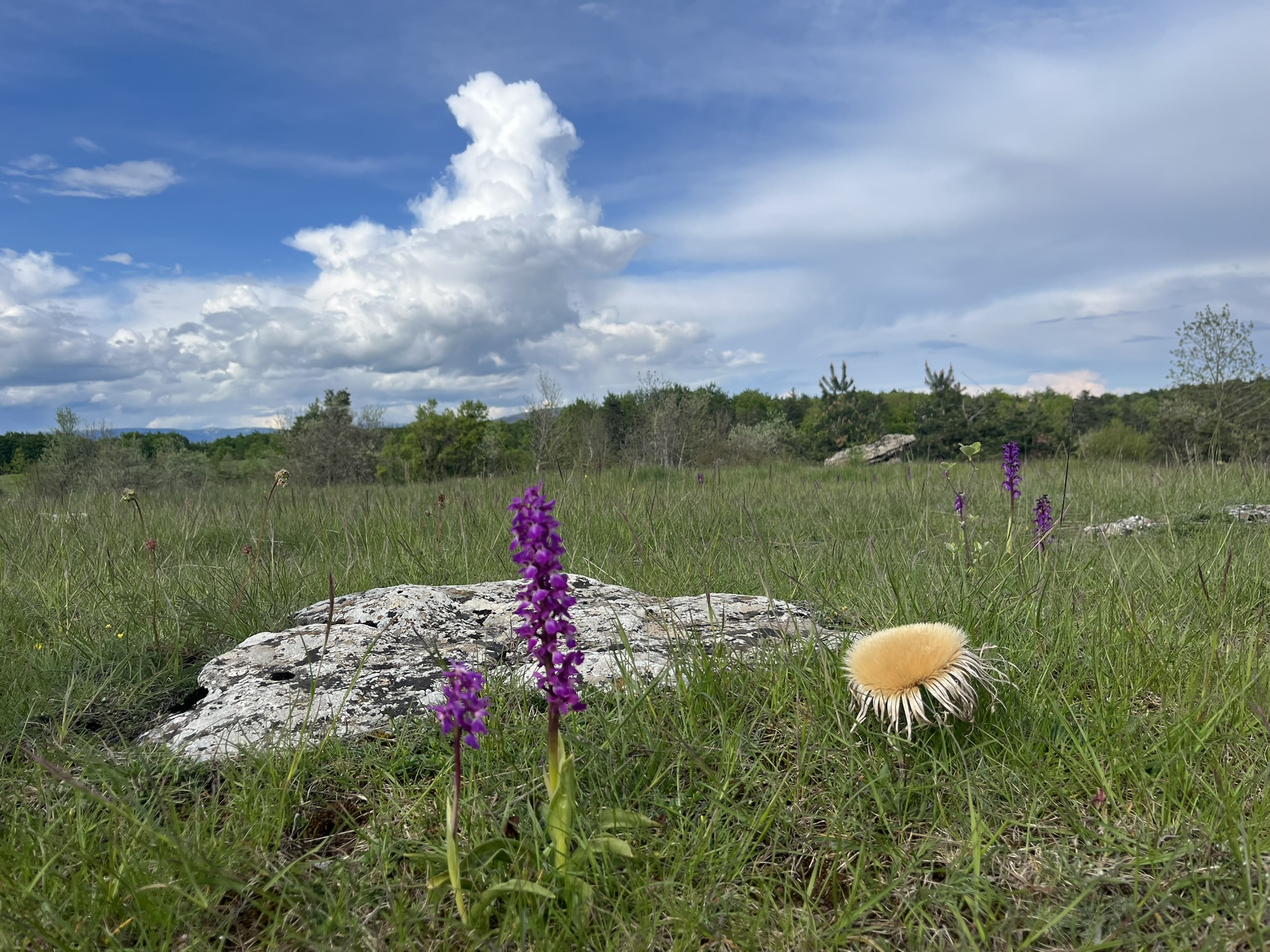 NATURALOHA : DÉCOUVERTE DES CÉVENNES À PIED, Barre-des-Cévennes - photo 2