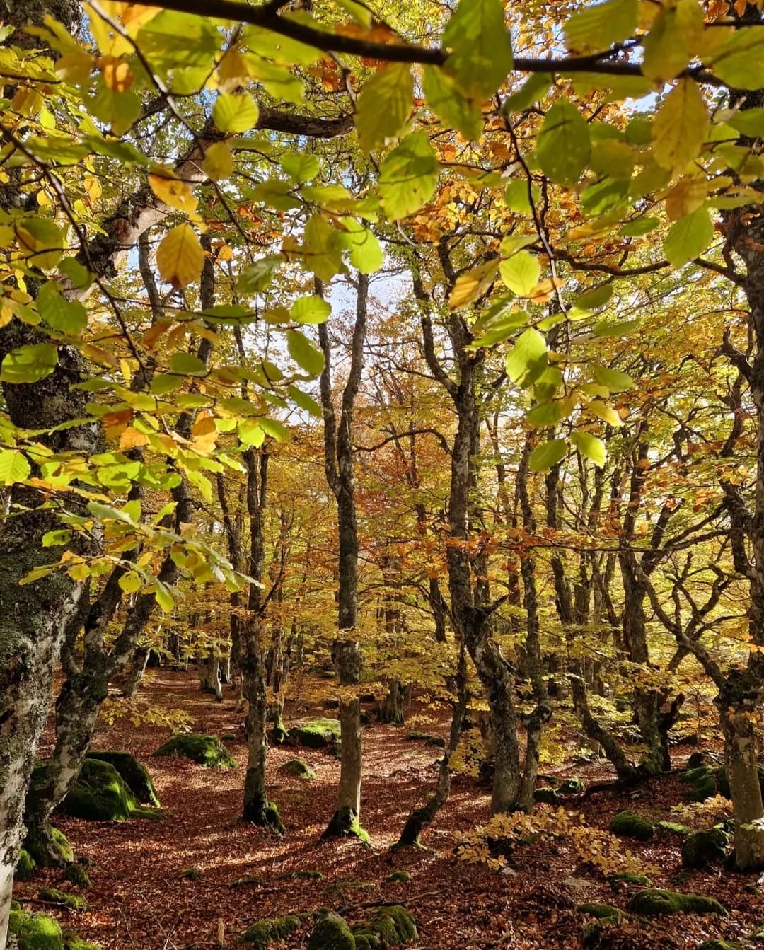 CHALET, Pourcharesses - photo 19
