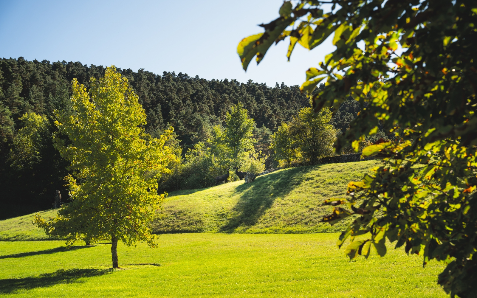 DOMAINE DE LA VIALETTE, La Canourgue - photo 11