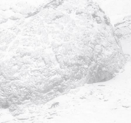 La Panthère des Neiges