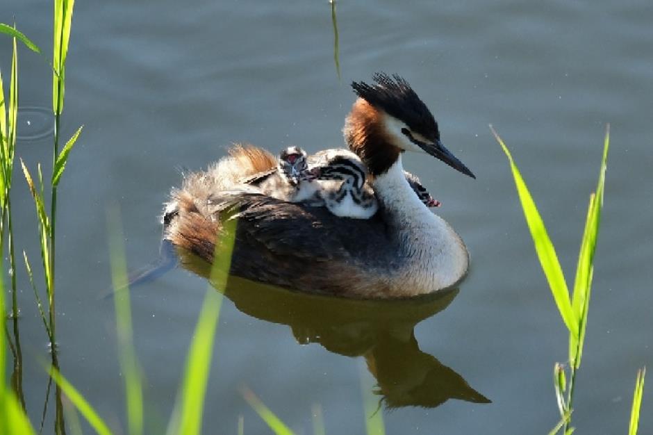 Les Oiseaux d'eau - Rapaces & Plantes Lac de Naussac 