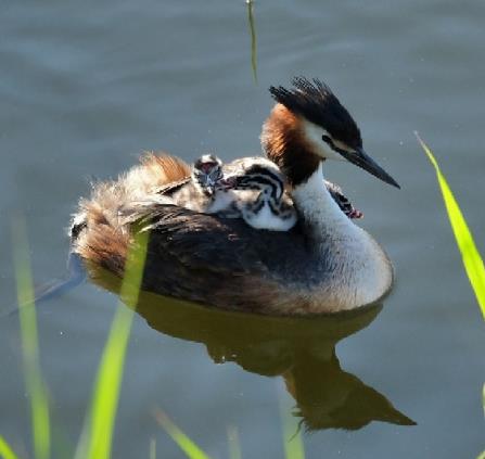 Les Oiseaux d'eau - Rapaces & Plantes Lac de Naussac