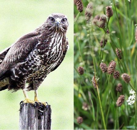 Les Plantes sauvages & Les Rapaces