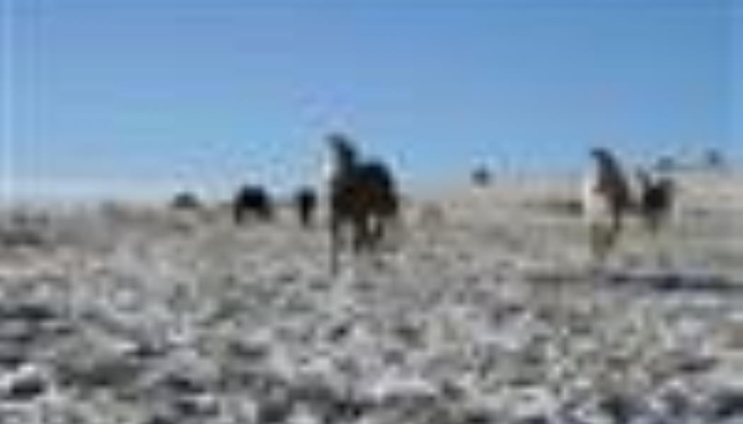 Les-chevaux-du-Vigos-en-hiver-3b0f31451a724a7ca45c732e2abef31e
