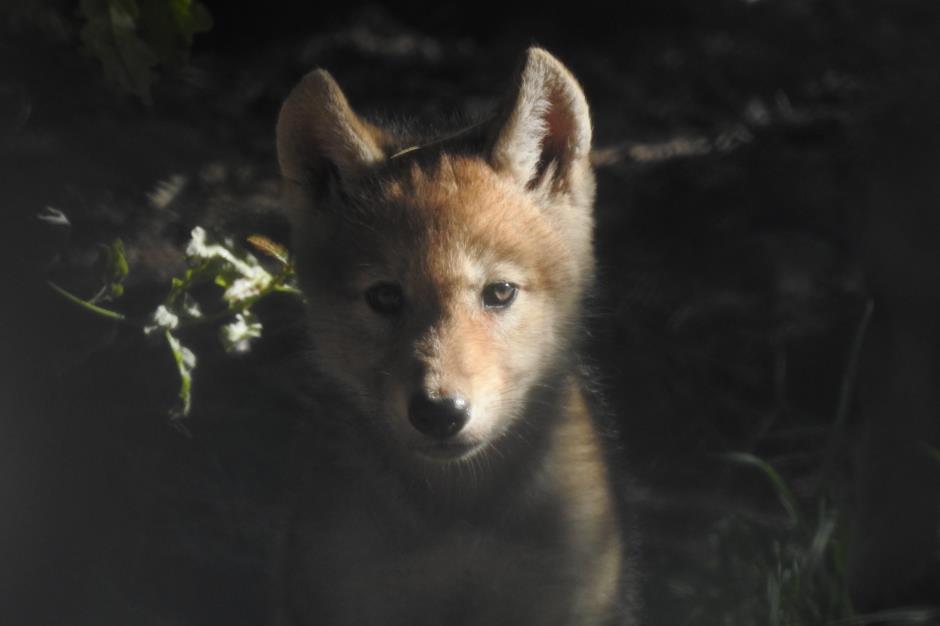 Louveteau © Les loups du Gevaudan 