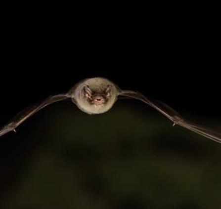 Nuit de la chauve-souris