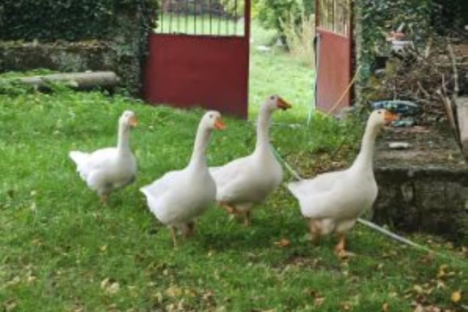 Oies couvent de Quézac 