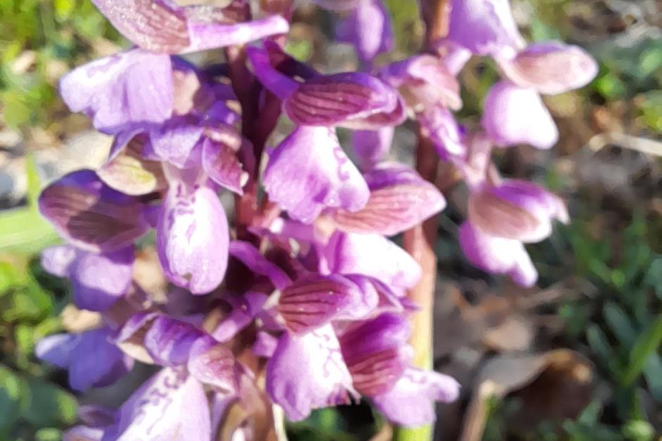 Orchidée 
