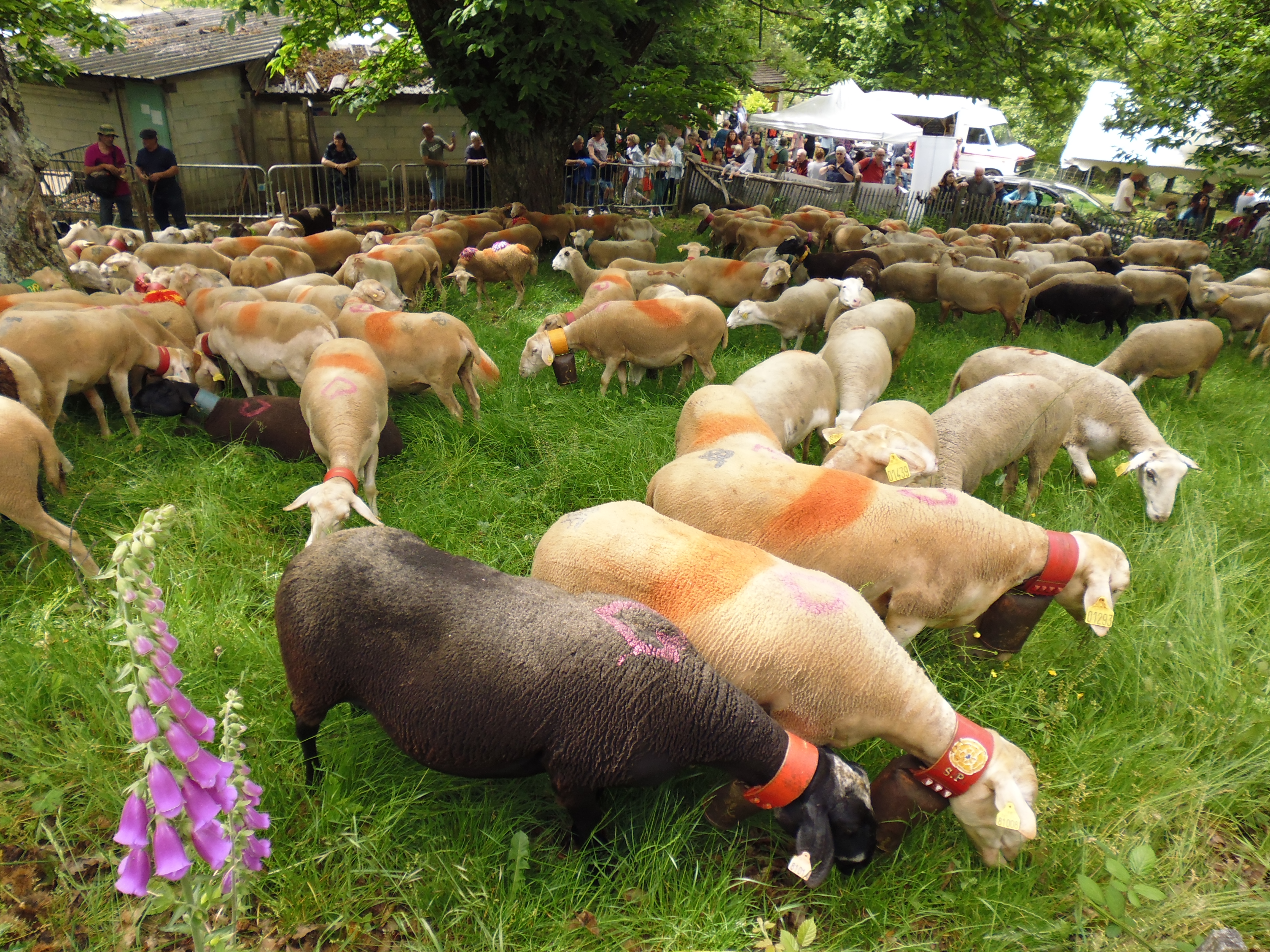 TRANSHUMANCE - TOTAL FESTUM