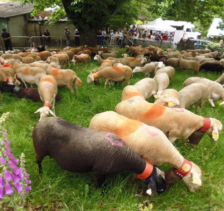 Transhumance-Les Ayres