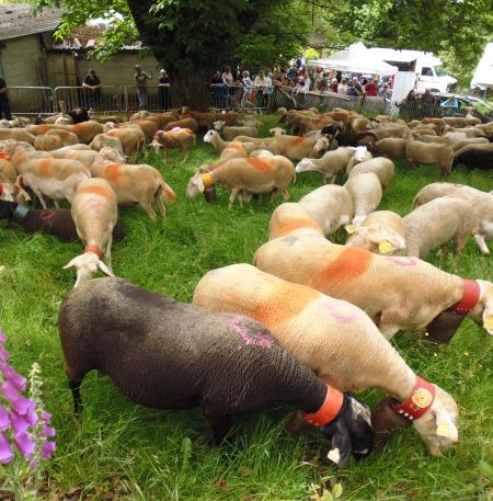 Transhumance-Les Ayres