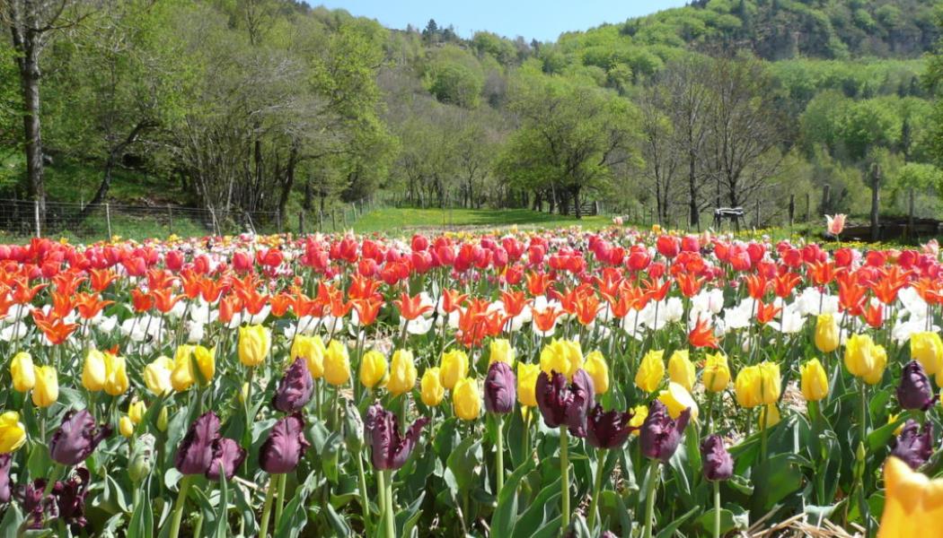 champs tulipes visites