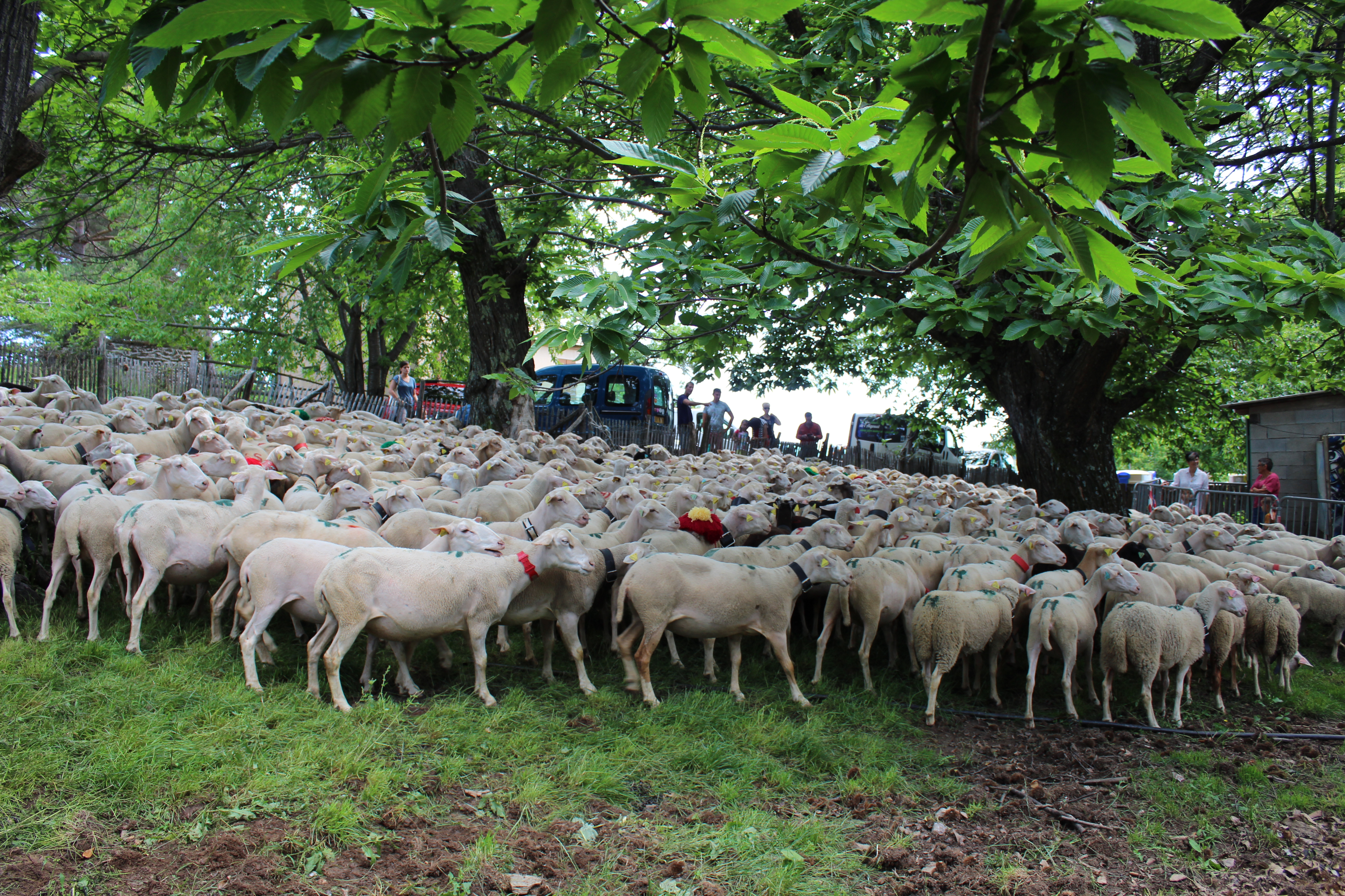 TOTAL FESTUM - FÊTE DE LA TRANSHUMANCE