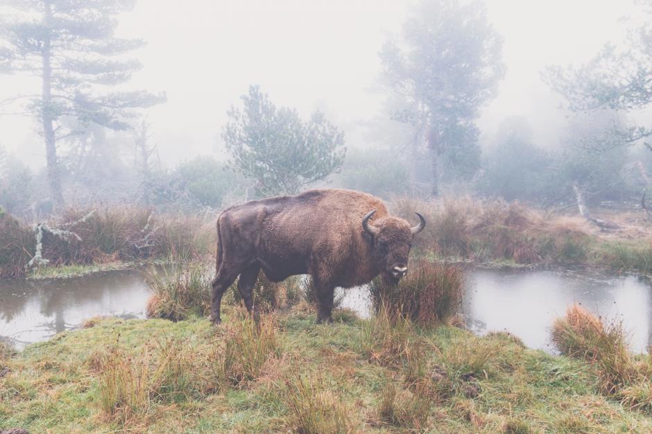 LES BISONS D'EUROPE SAINTEEULALIE Lozère Tourism