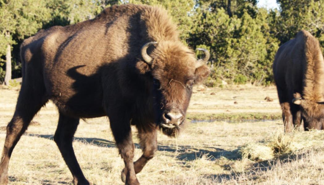  O Réserve des-bisons-d-Europe-à-35mn-