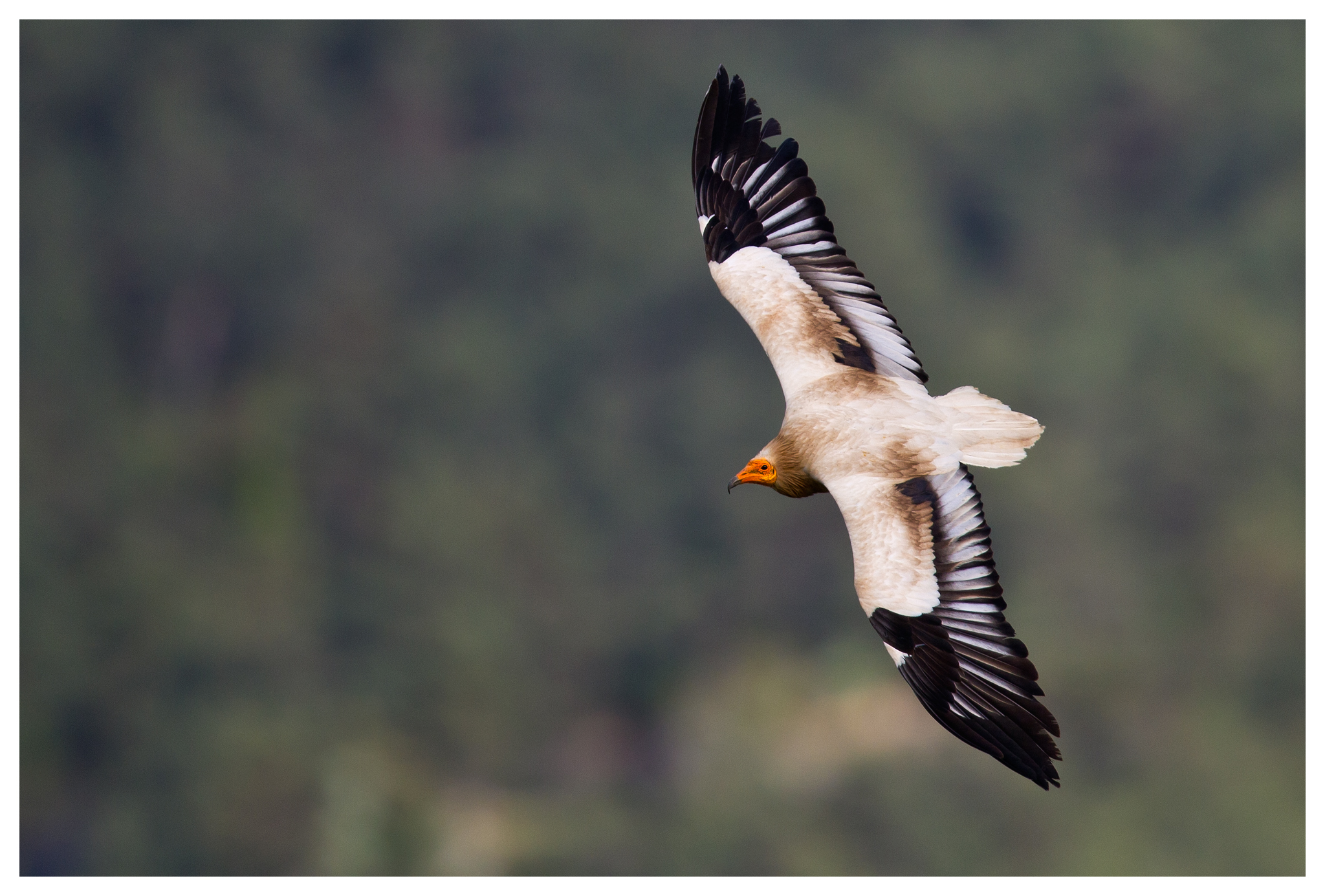 MAISON DES VAUTOURS, Saint-Pierre-des-Tripiers - photo 9