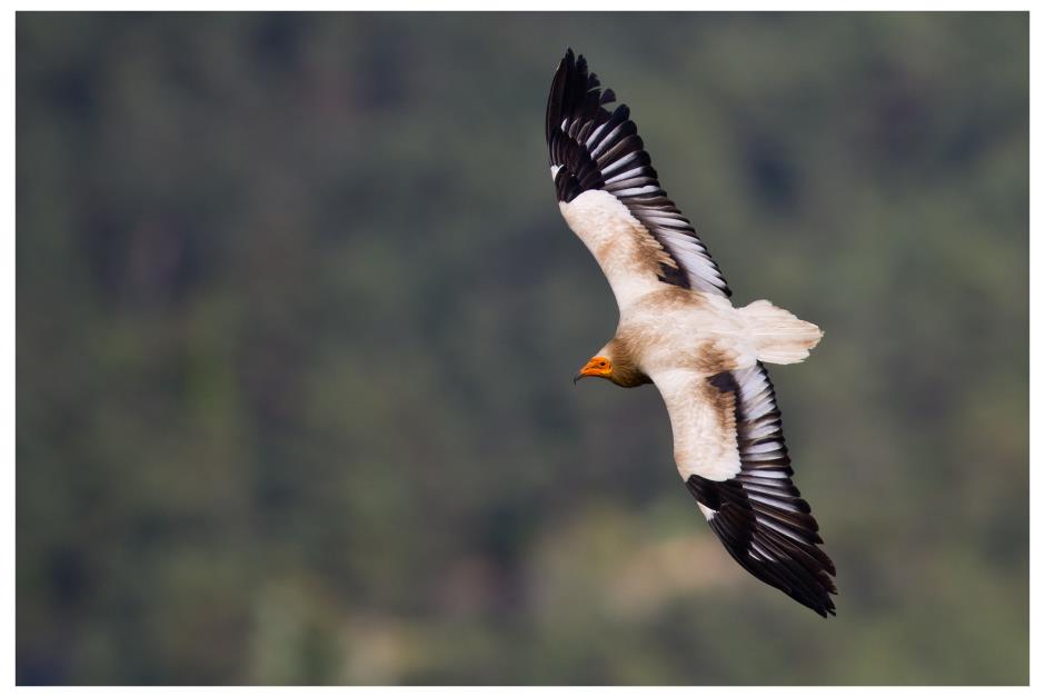 Percnoptère_ThierryVergely (6) 