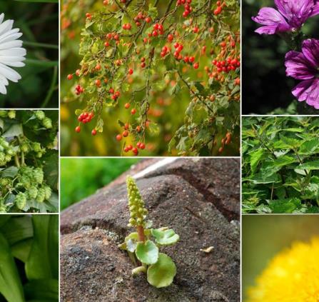 Plantes Sauvages Comestibles