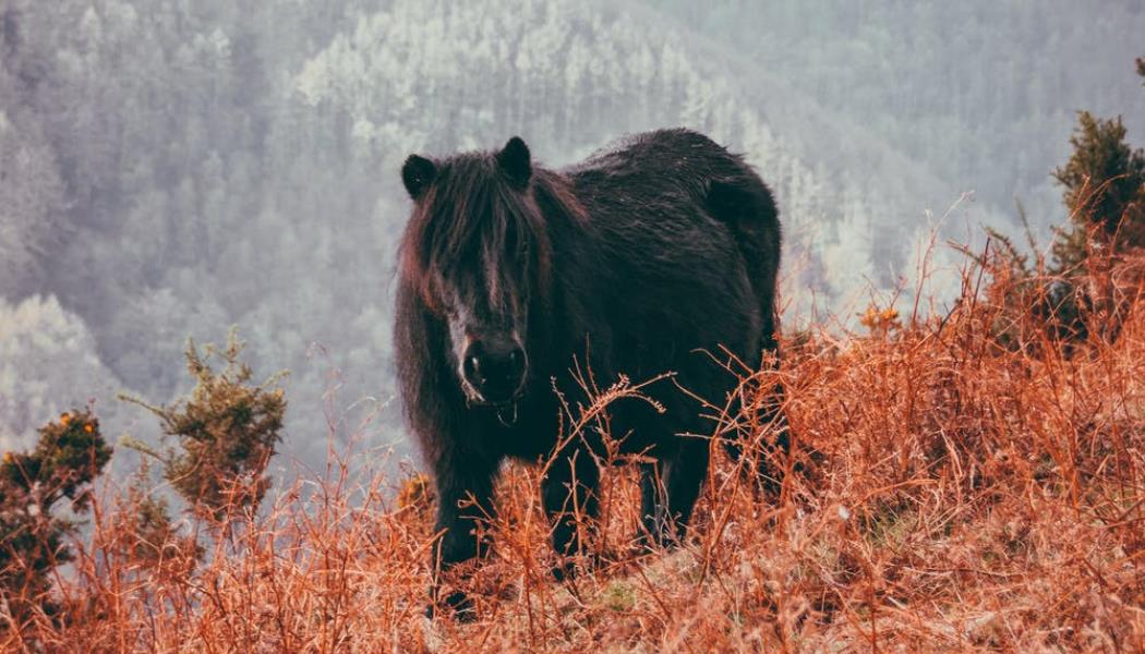 Poney