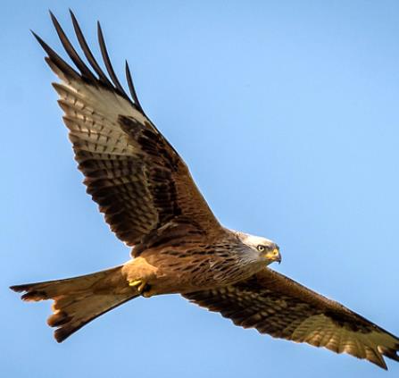 Rapaces