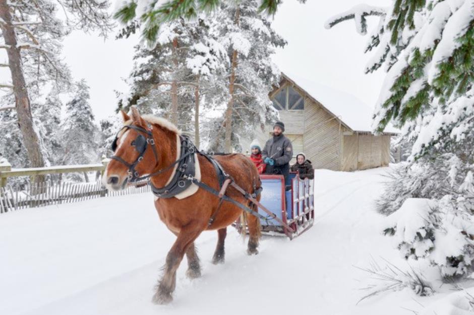 Réserve des bisons de margeride - crédit Ludovic Baldet (7) 