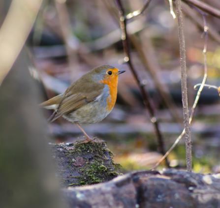 Rouge gorge