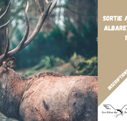 Sortie Apéro Brame