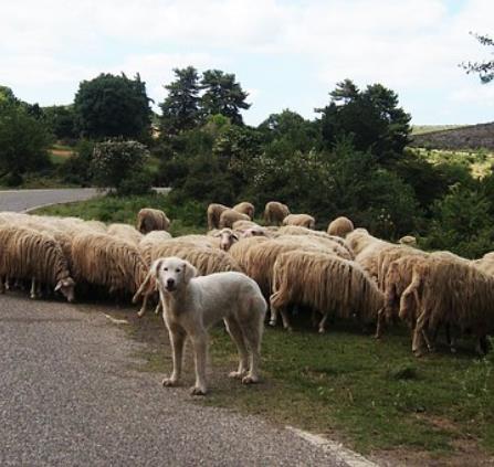 TRANSHUMANCE