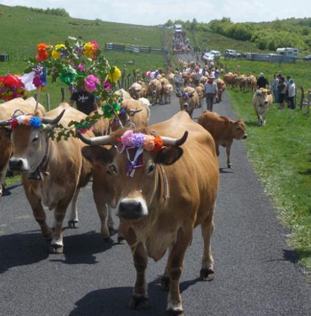 Transhumance-12