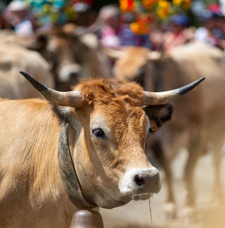 Transhumance AUBRAC