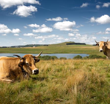 Vaches Aubrac au Lac des Moines (1)