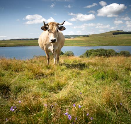 Vaches Aubrac au Lac des Moines