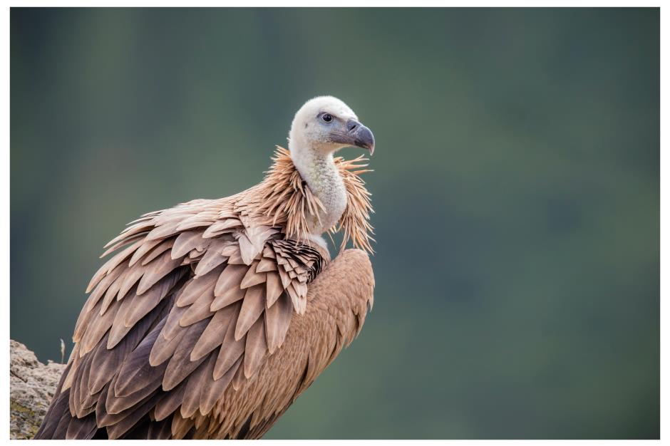 VautourFauve_ThierryVergely (41) 