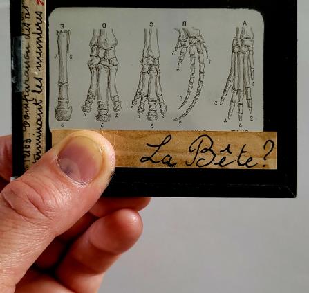 Visuel La bête