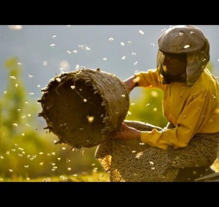 abeille