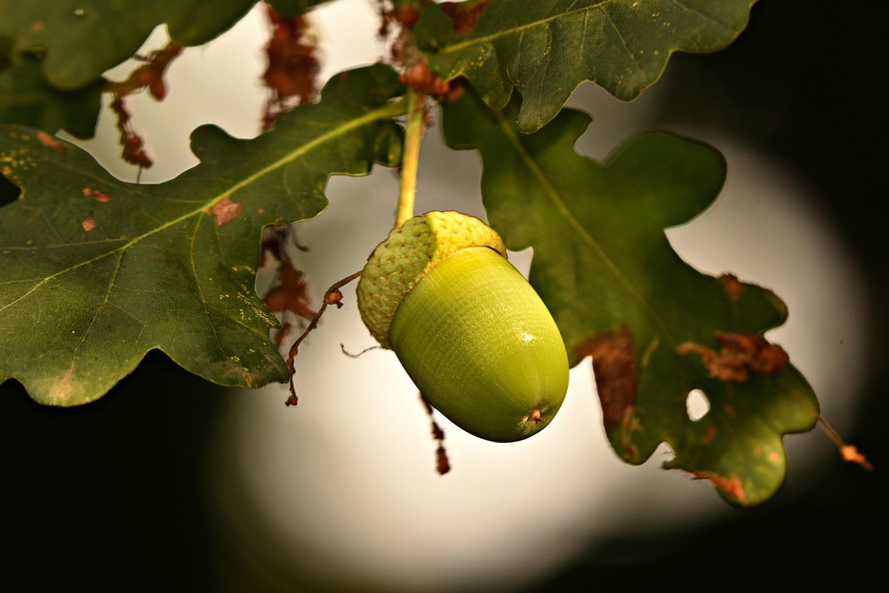 FÊTE DE L'ARBRE, ON S'ENGRAINE - ÉDITION PRINTEMPS