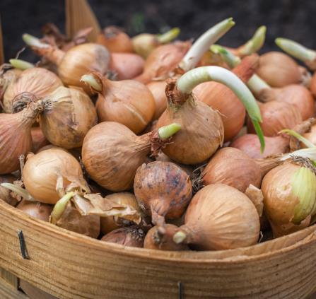 oignons