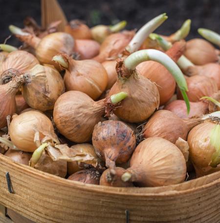 oignons