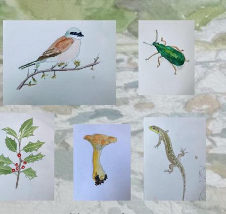 Dessins naturalistes