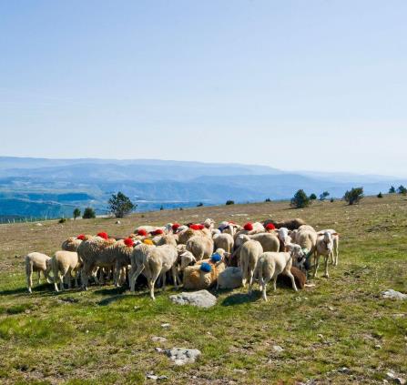 Agropastoralisme