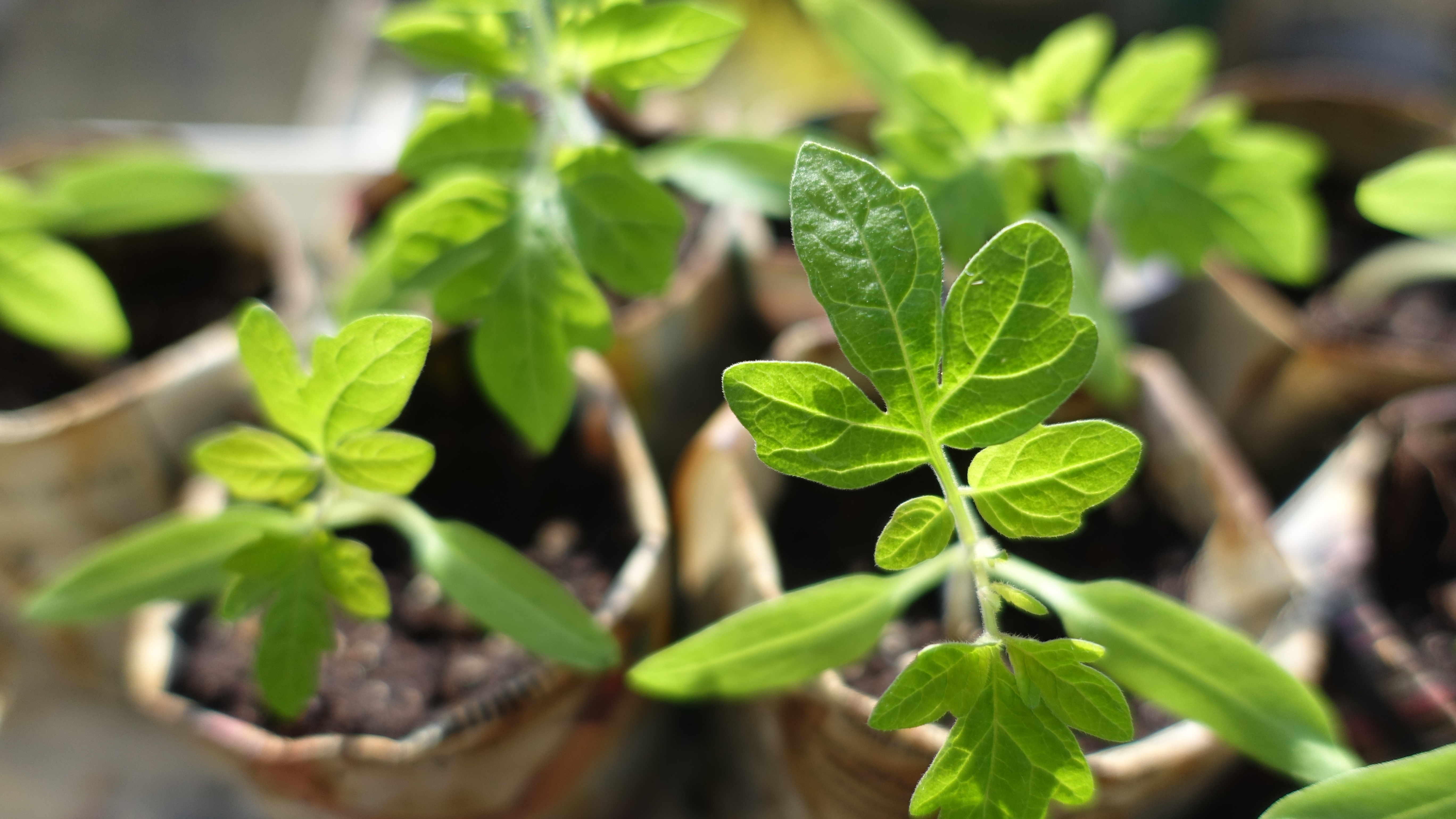 TROC PLANTES