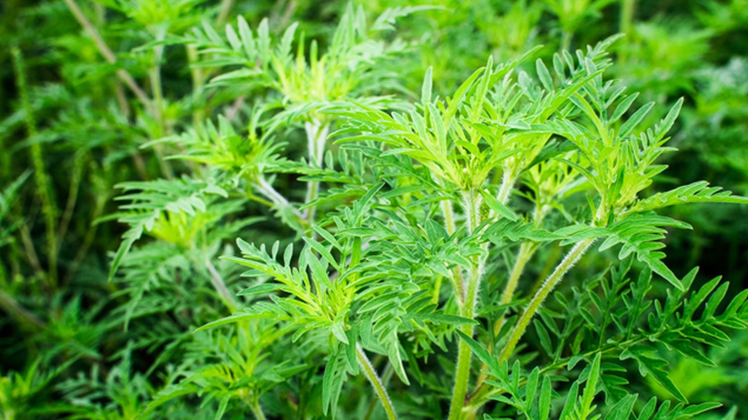 RÉUNION : LES AMBROISIES - PLANTES EXOTIQUES ENVAHISSANTES — visuel événement