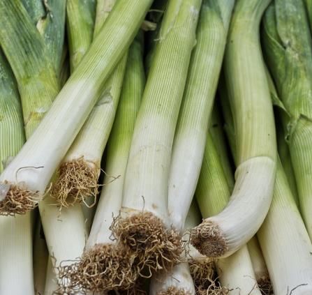 anaterate-leek-2653127_1280
