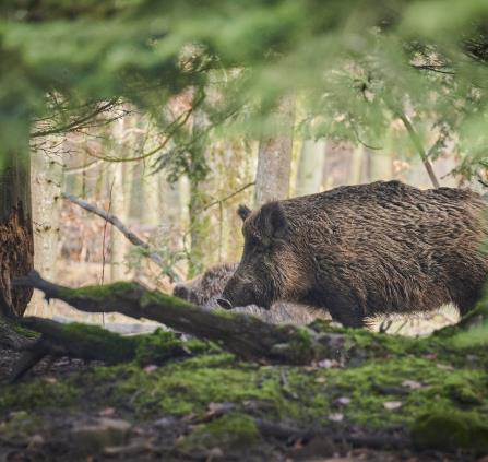 sanglier chasse