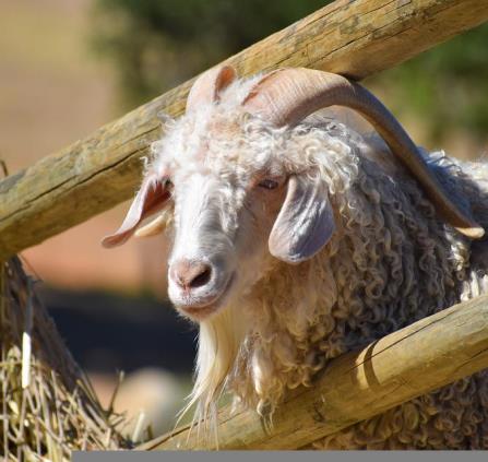 Chèbre Angora