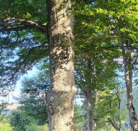 arbre d'esfagoux