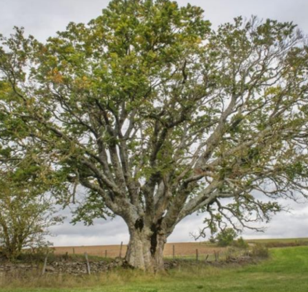 arbre remarquable