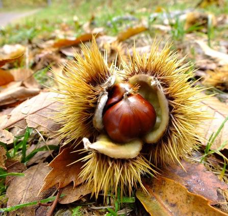 autumn