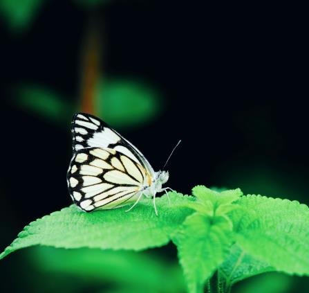 naturaliste